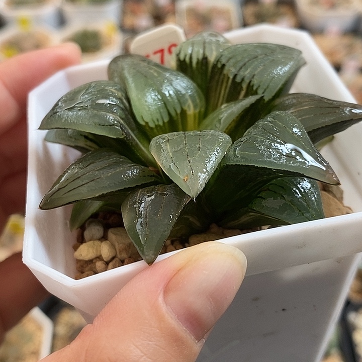 579红玟寿锦一物一拍