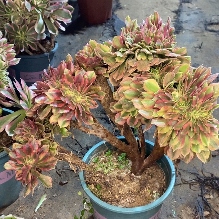 艺***格雅典娜缀多肉植物040。 