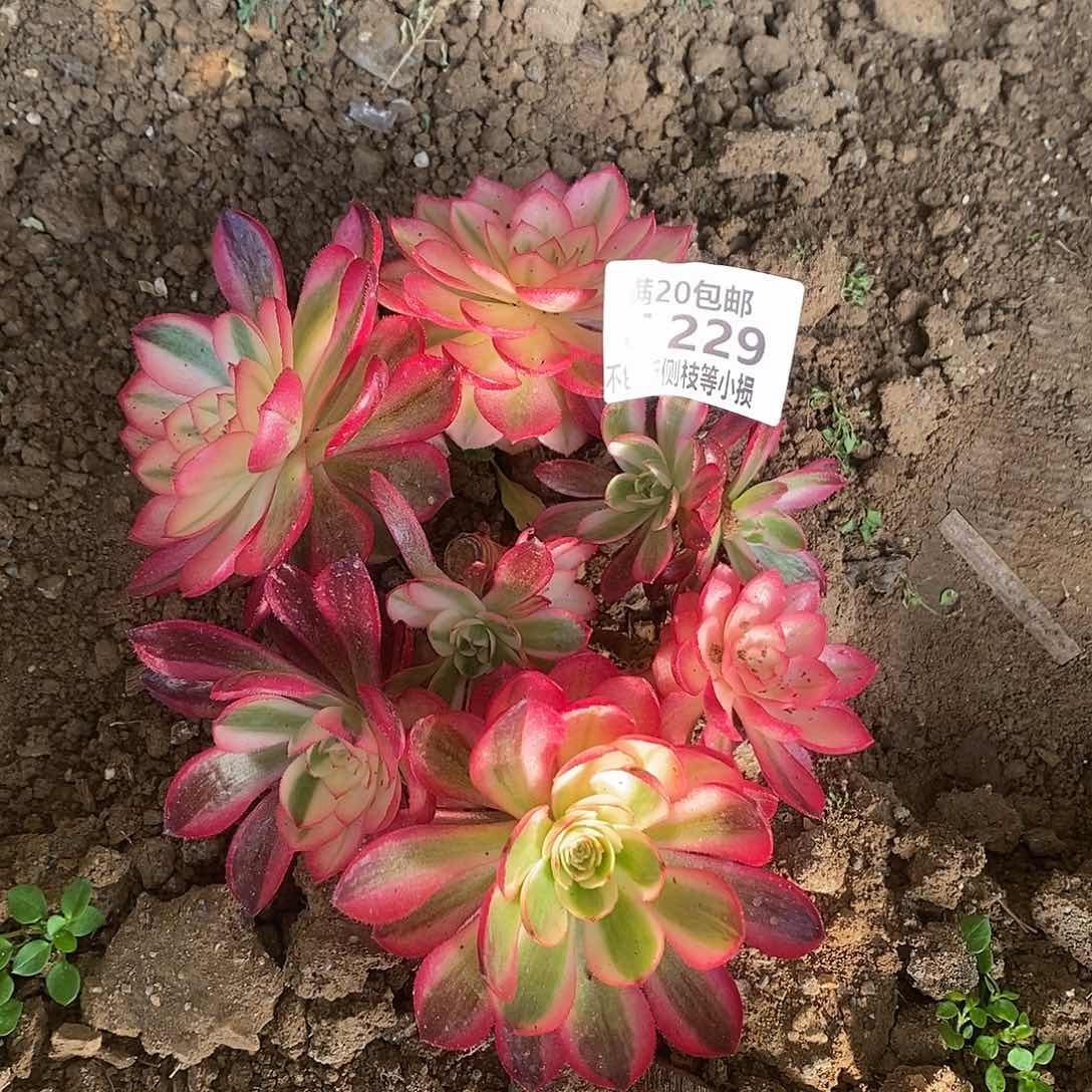 229倾城老桩多肉有砍