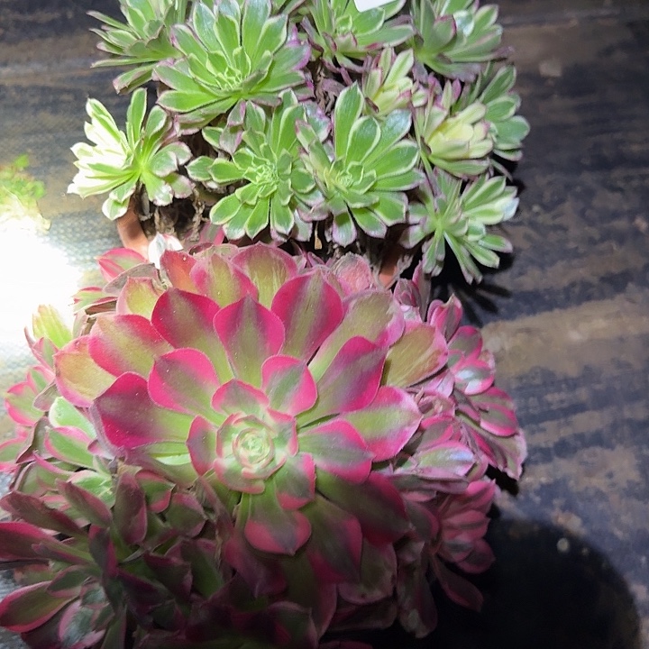 新人见面礼福利组合24特价多肉