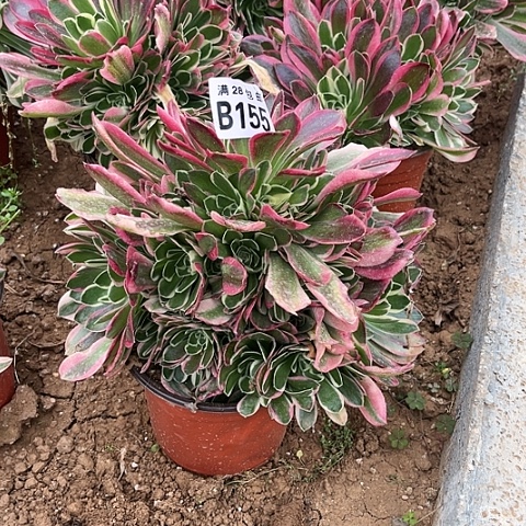 156白凤不包断枝