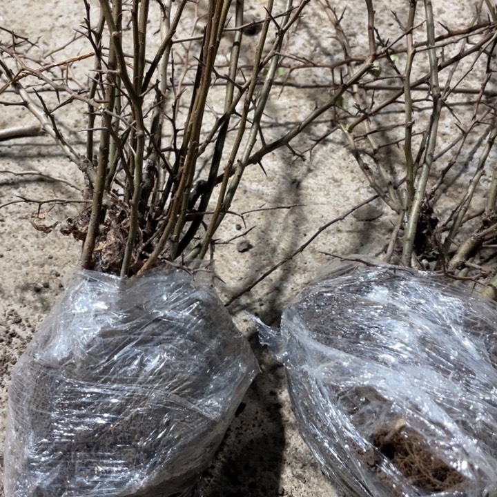 星空海棠花一颗苗