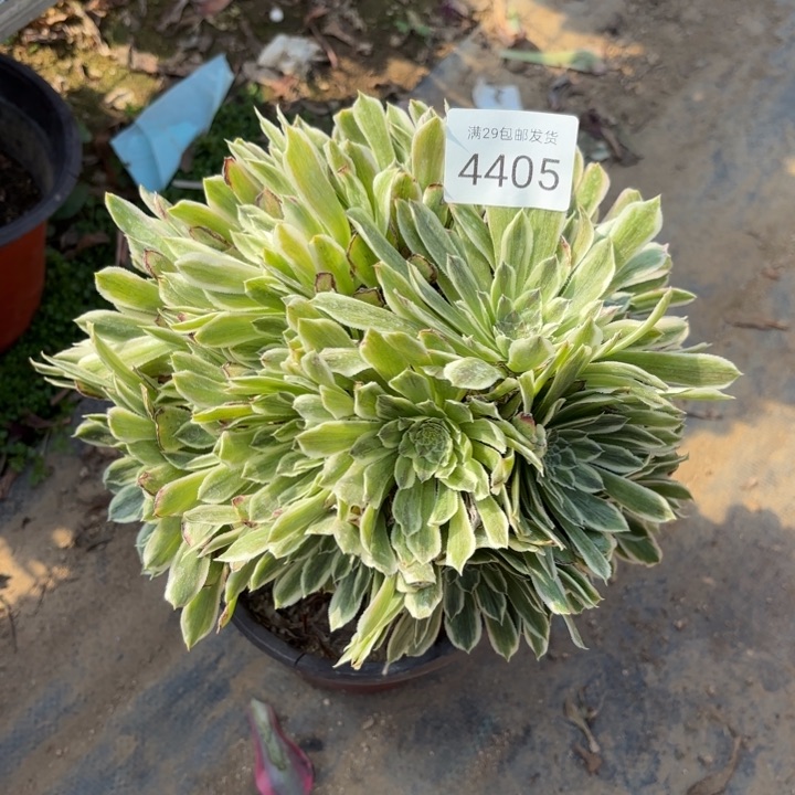 碧浪多肉法师4405