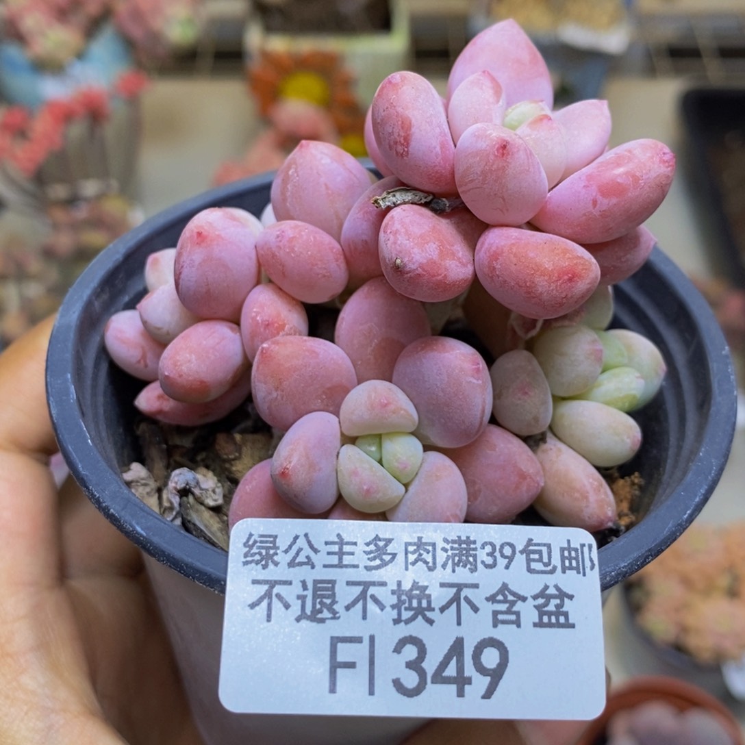349樱花洛神多肉7c m
