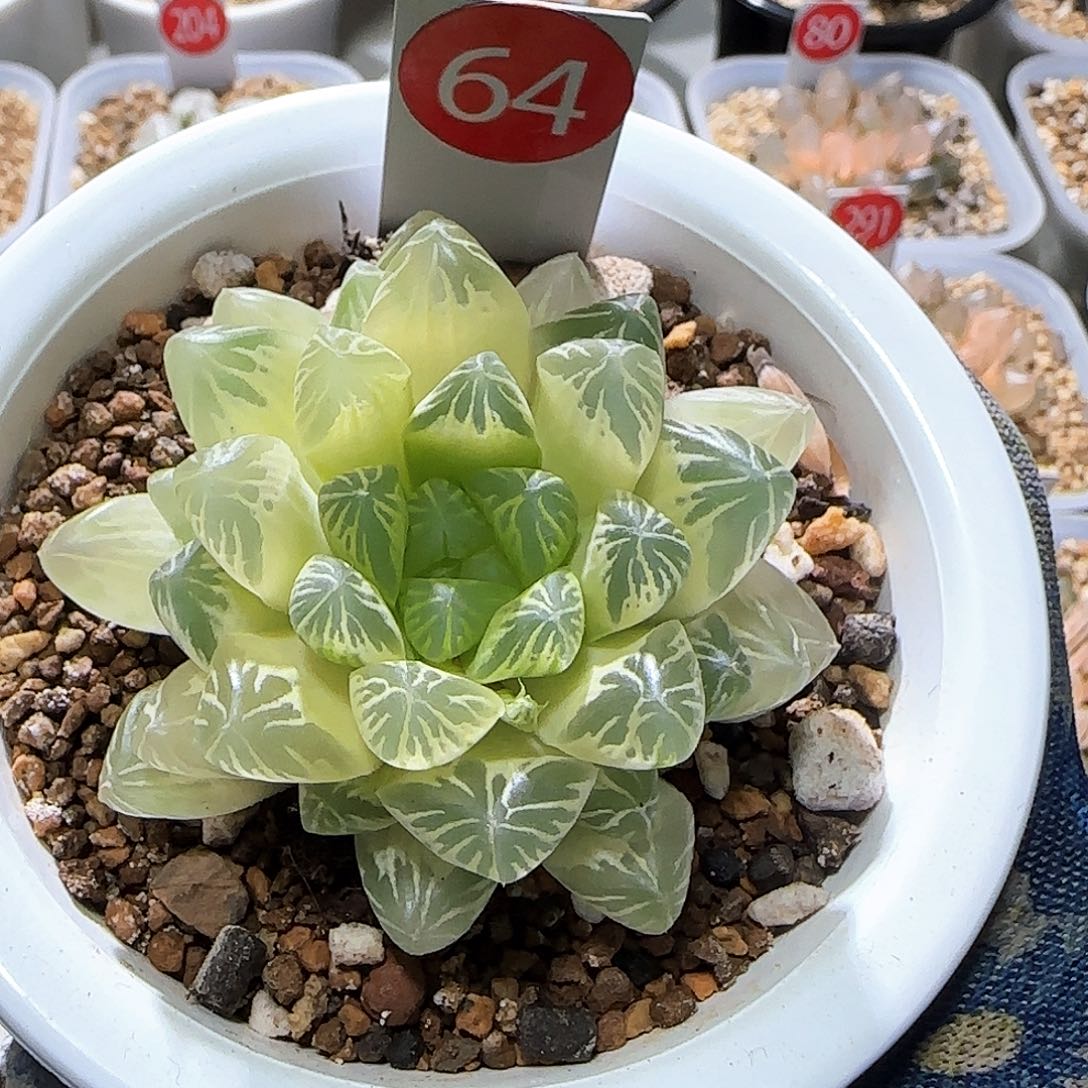 64号糊斑玉露锦 6 厘米左右一物一拍带盆发货