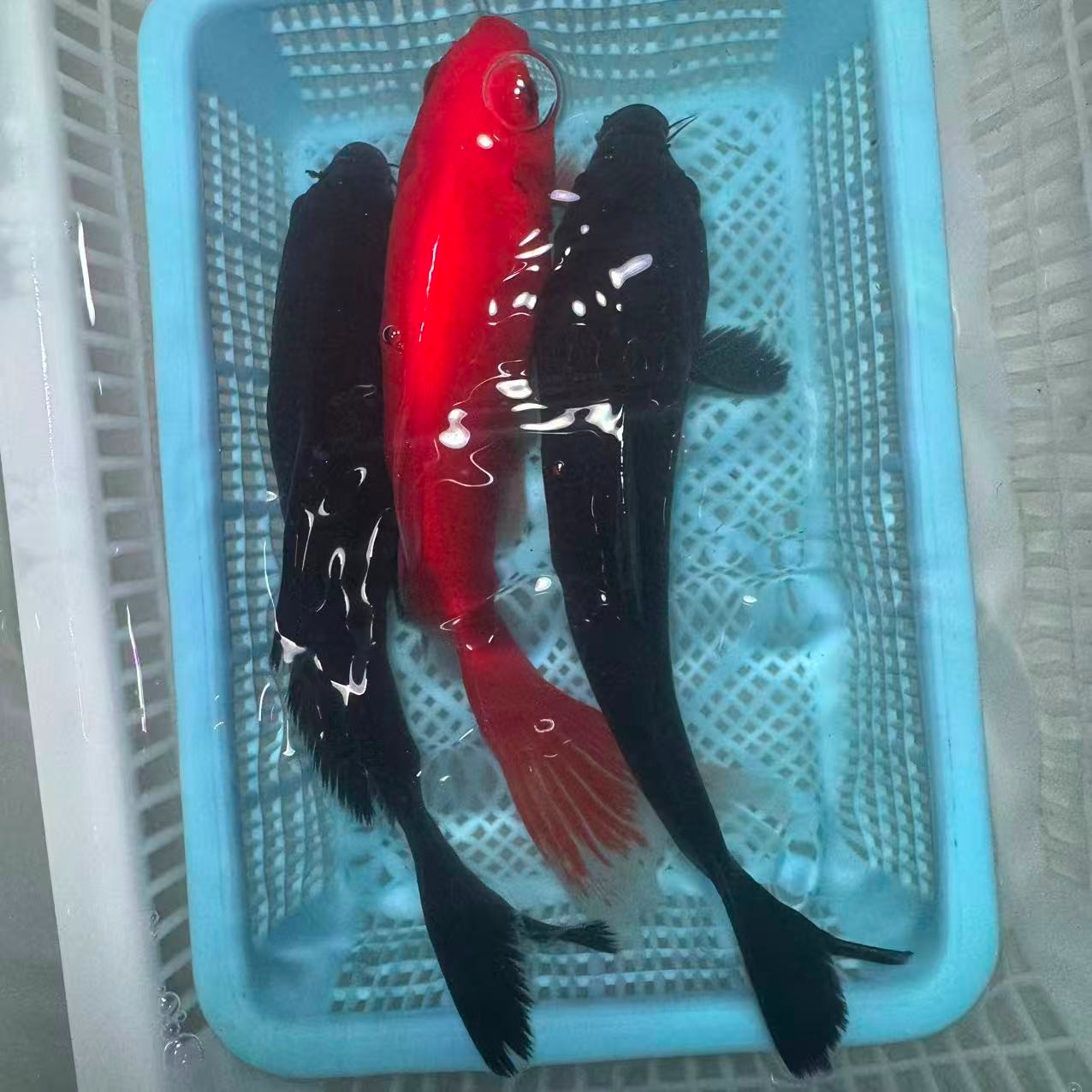 【两黑一红】15-20红鹦鹉铁包金好养耐活大鳍大尾包邮