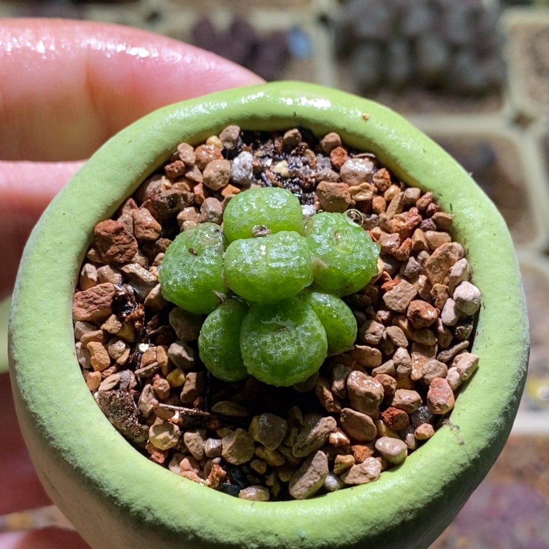好看好看好看青团