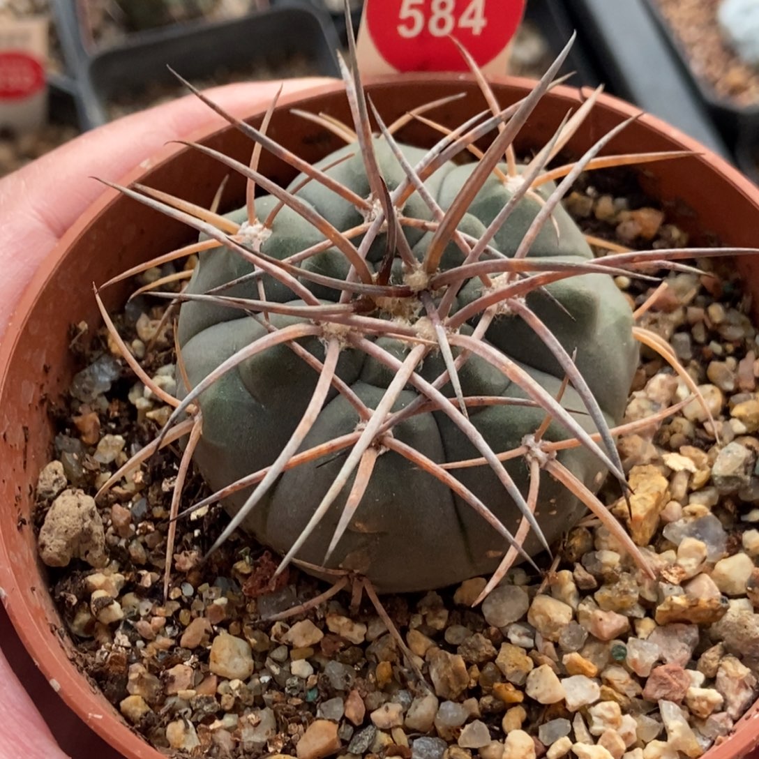实生狂刺天平丸5.3cm一棵仙人球