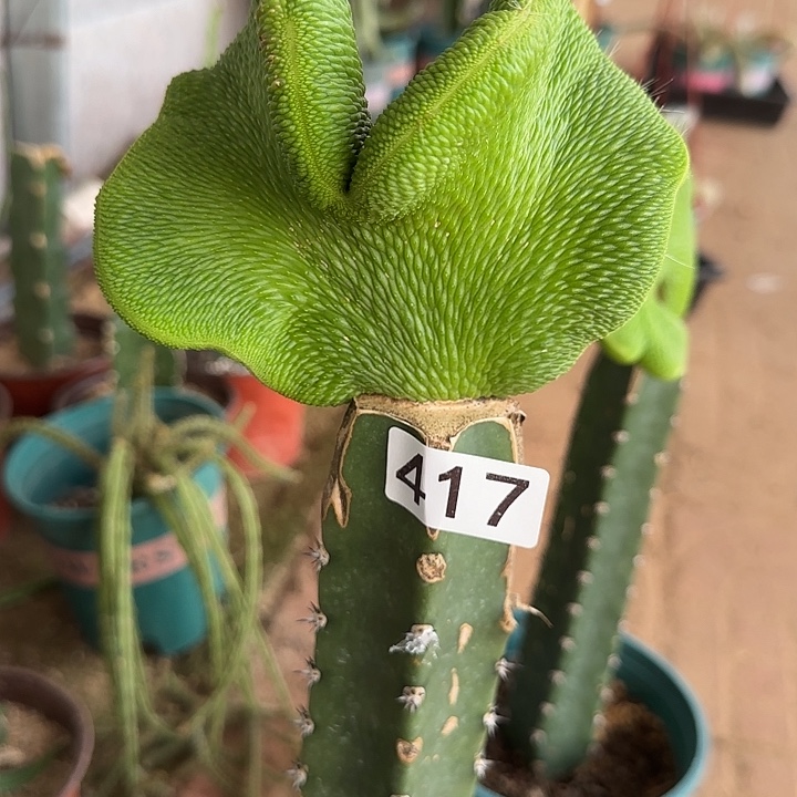 花****无花朵嫁接青蛇缀417