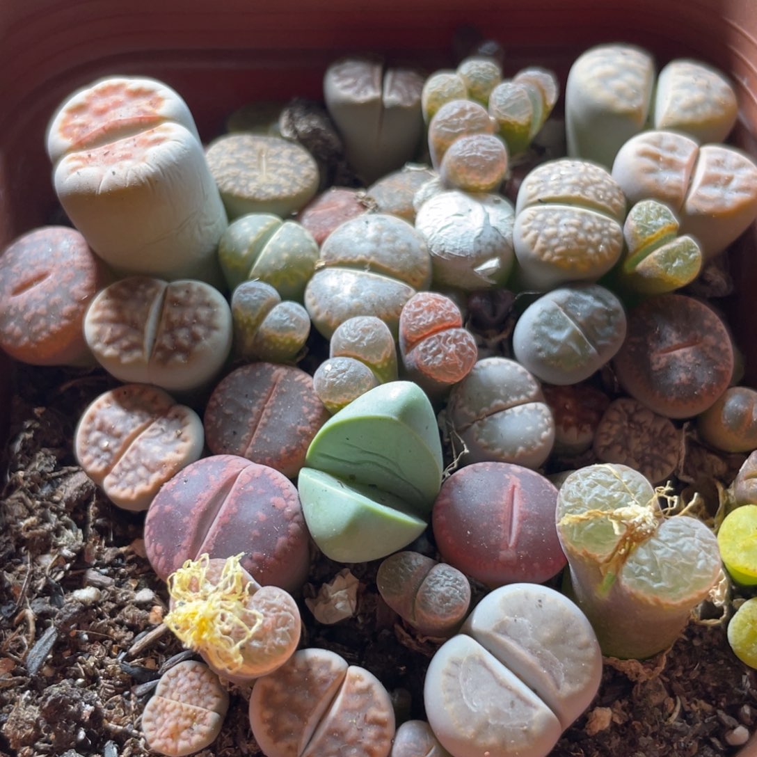 大盆特价一物一拍～36