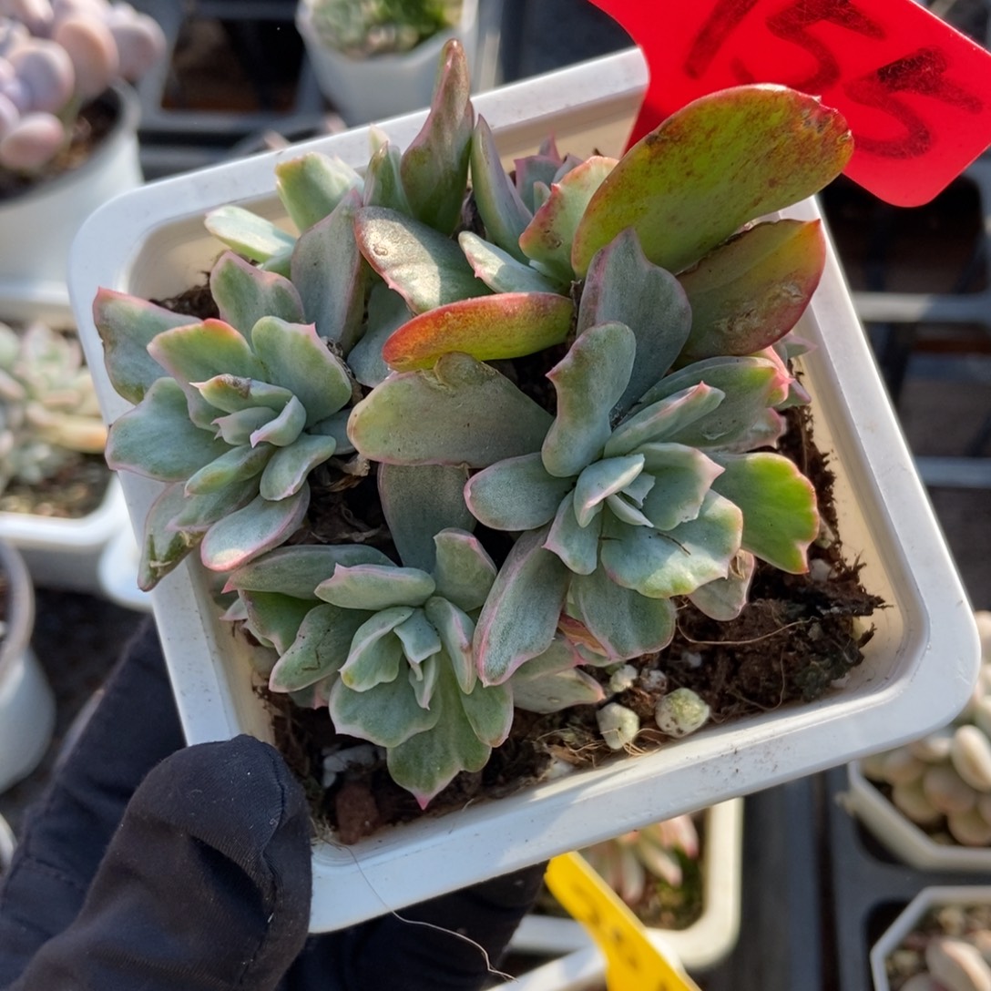 1955伯克利锦多肉植物