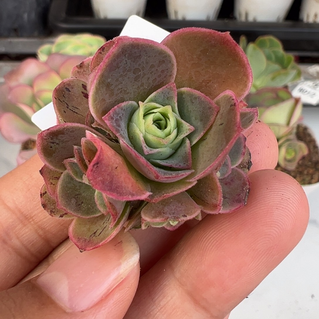 杨302 不知名群生捡漏福利