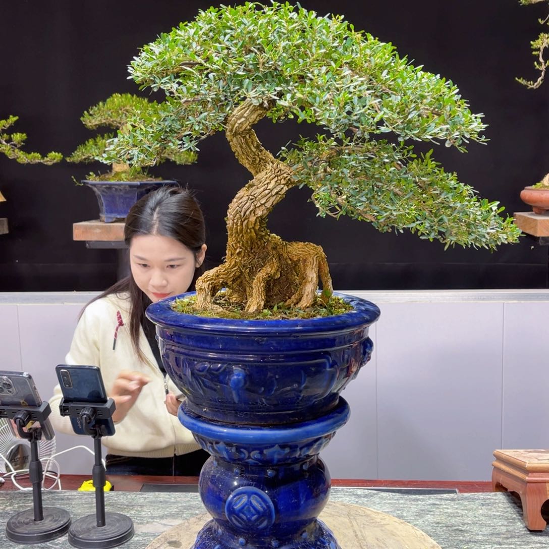 四季常青老桩黄杨盆景