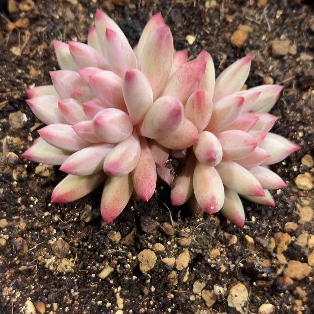 1028064 粉体石化金鱼姬美人双头9厘米