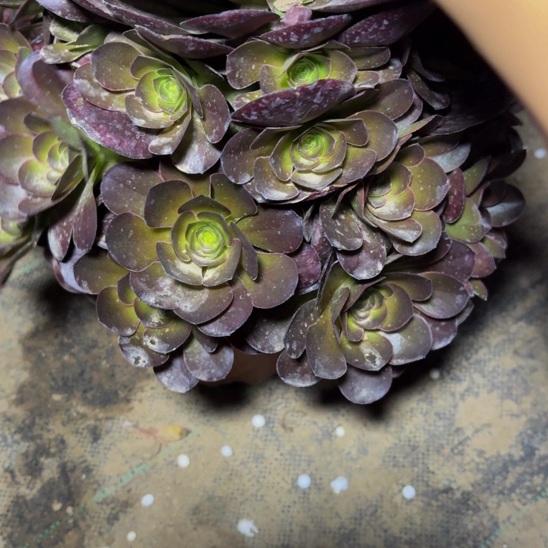 246多肉植物捧花的