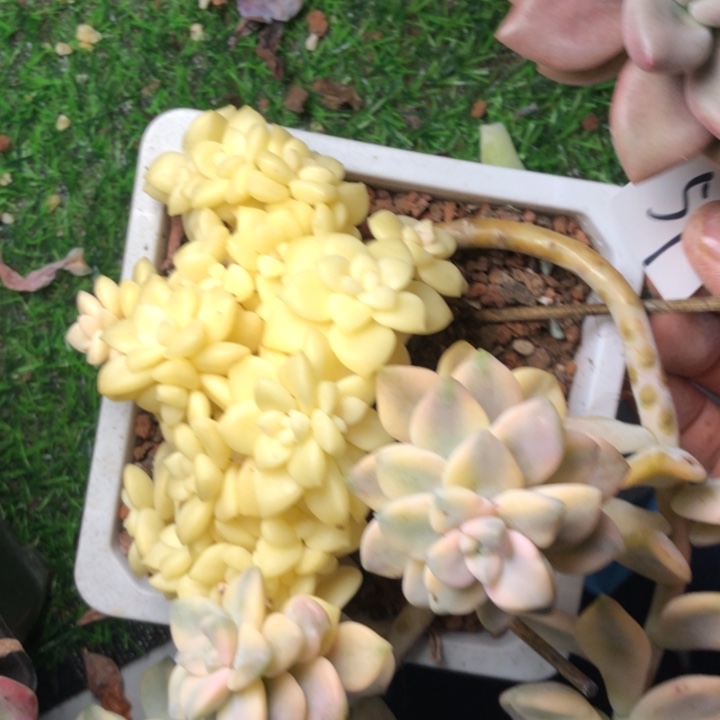 鄱****联59/////////////