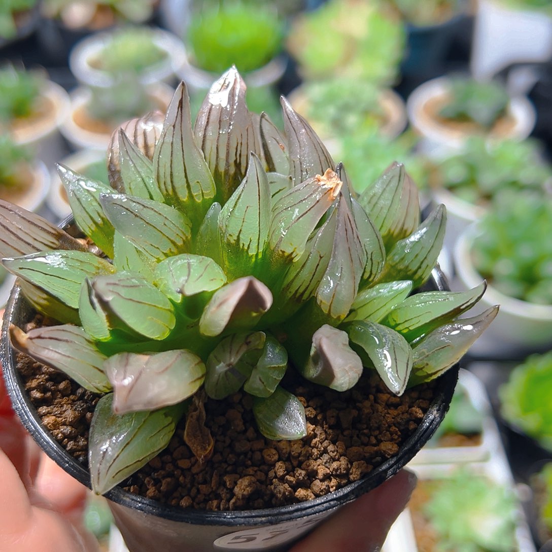 5251多肉植物一颗多肉