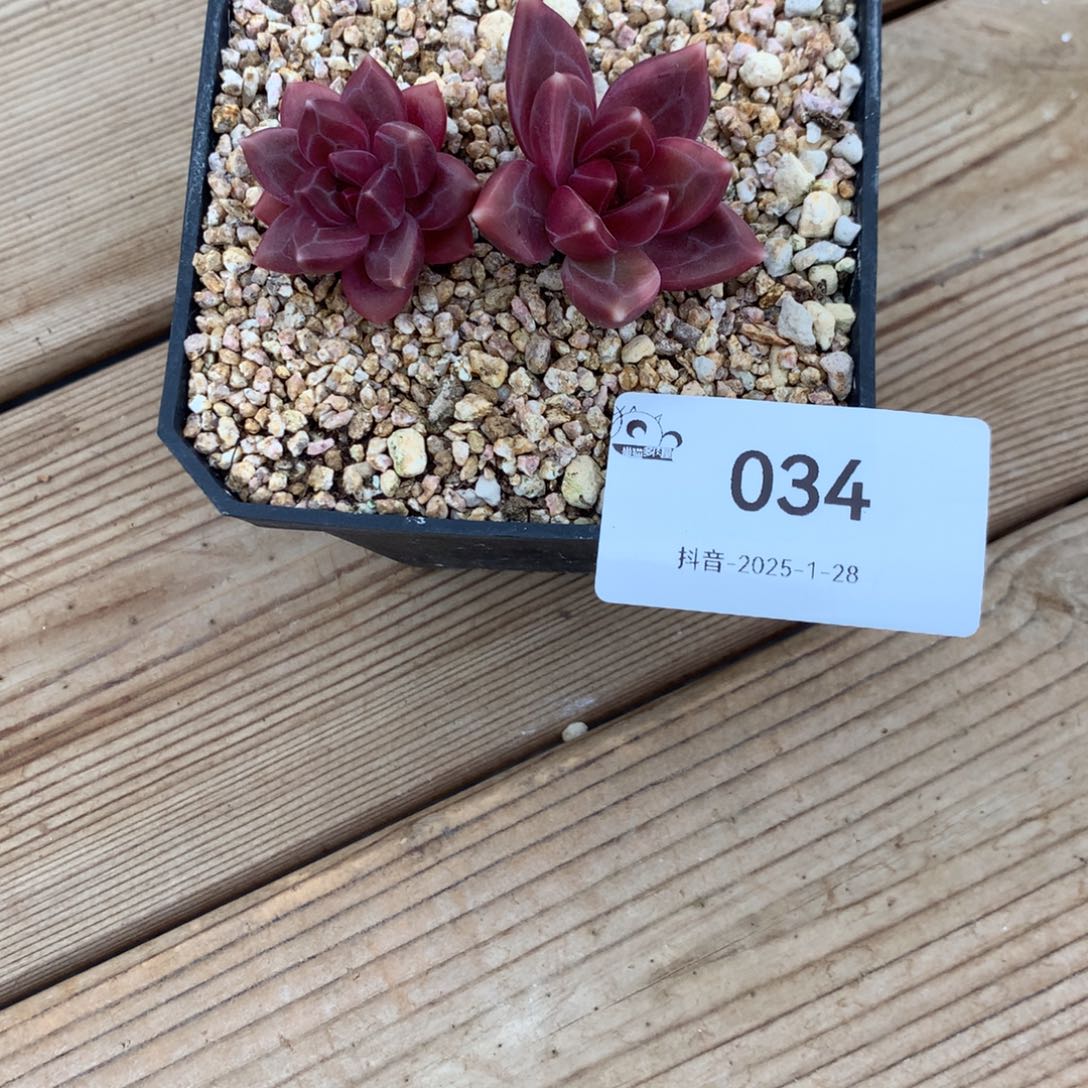 迷雾泡泡多肉222