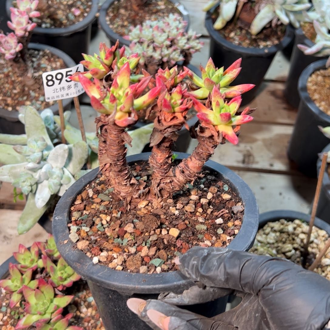 8957哈哈哈哈哈哈哈哈