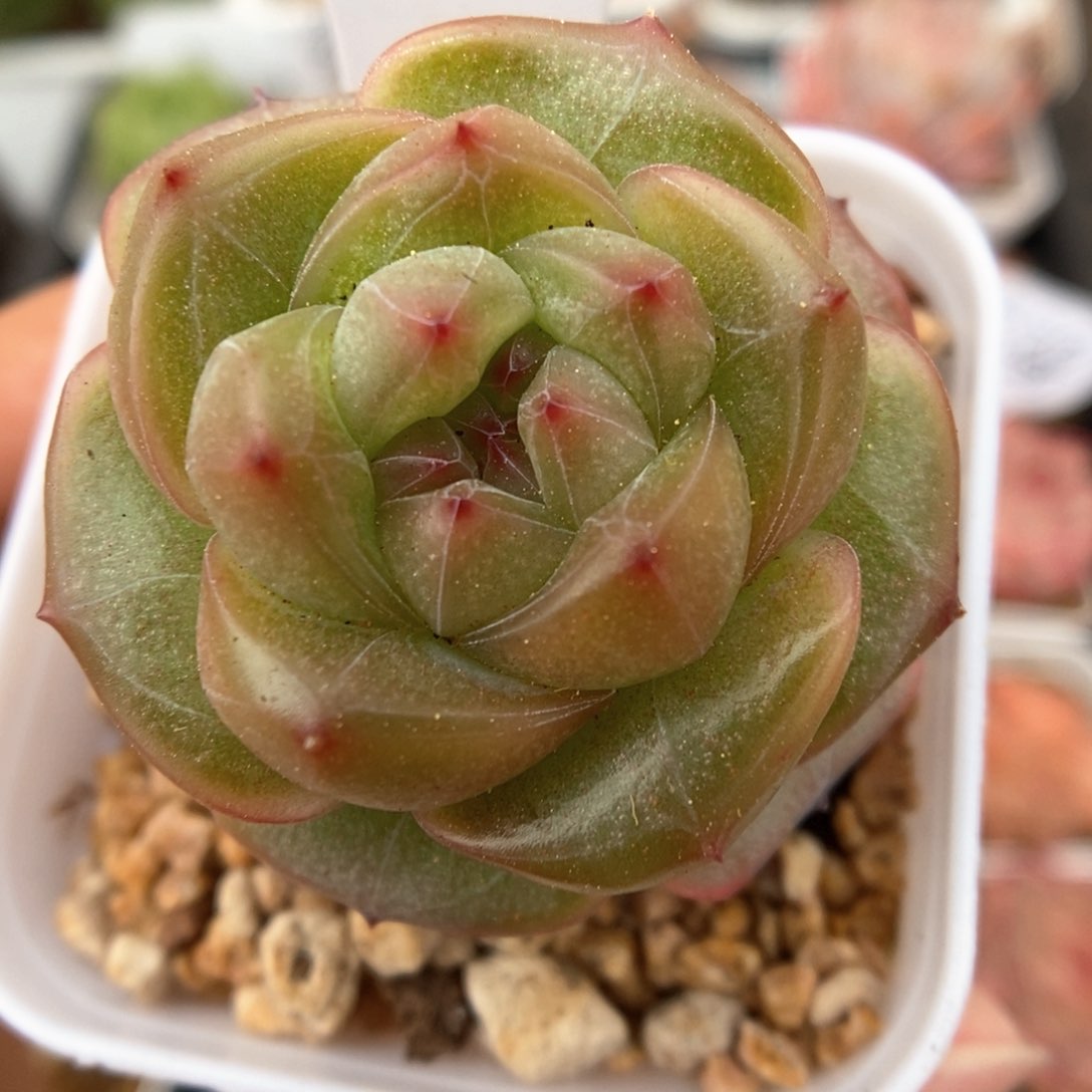 气泡新品可拍352号。   