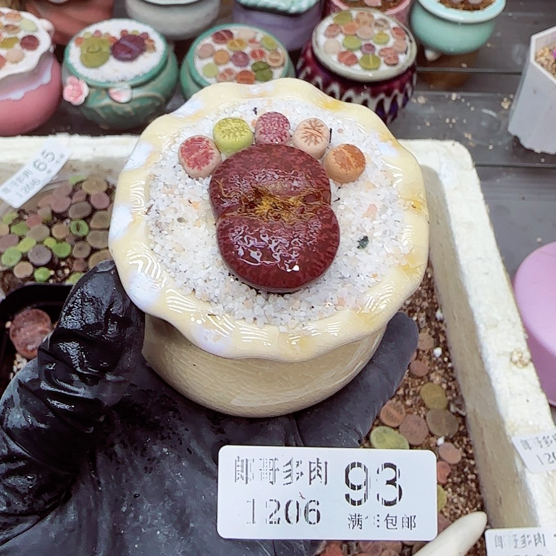 生石花满18包邮1206-93