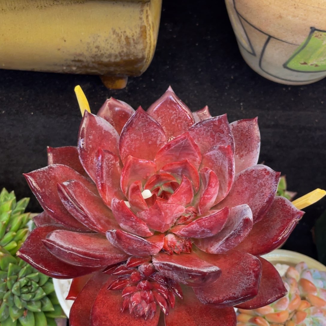 多肉植物盆栽多肉
