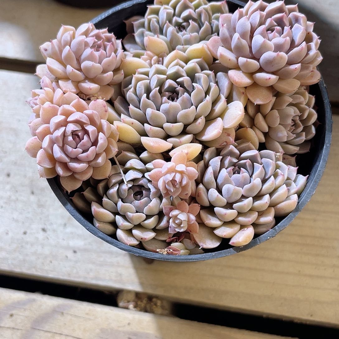 1102  墨姬 六月六