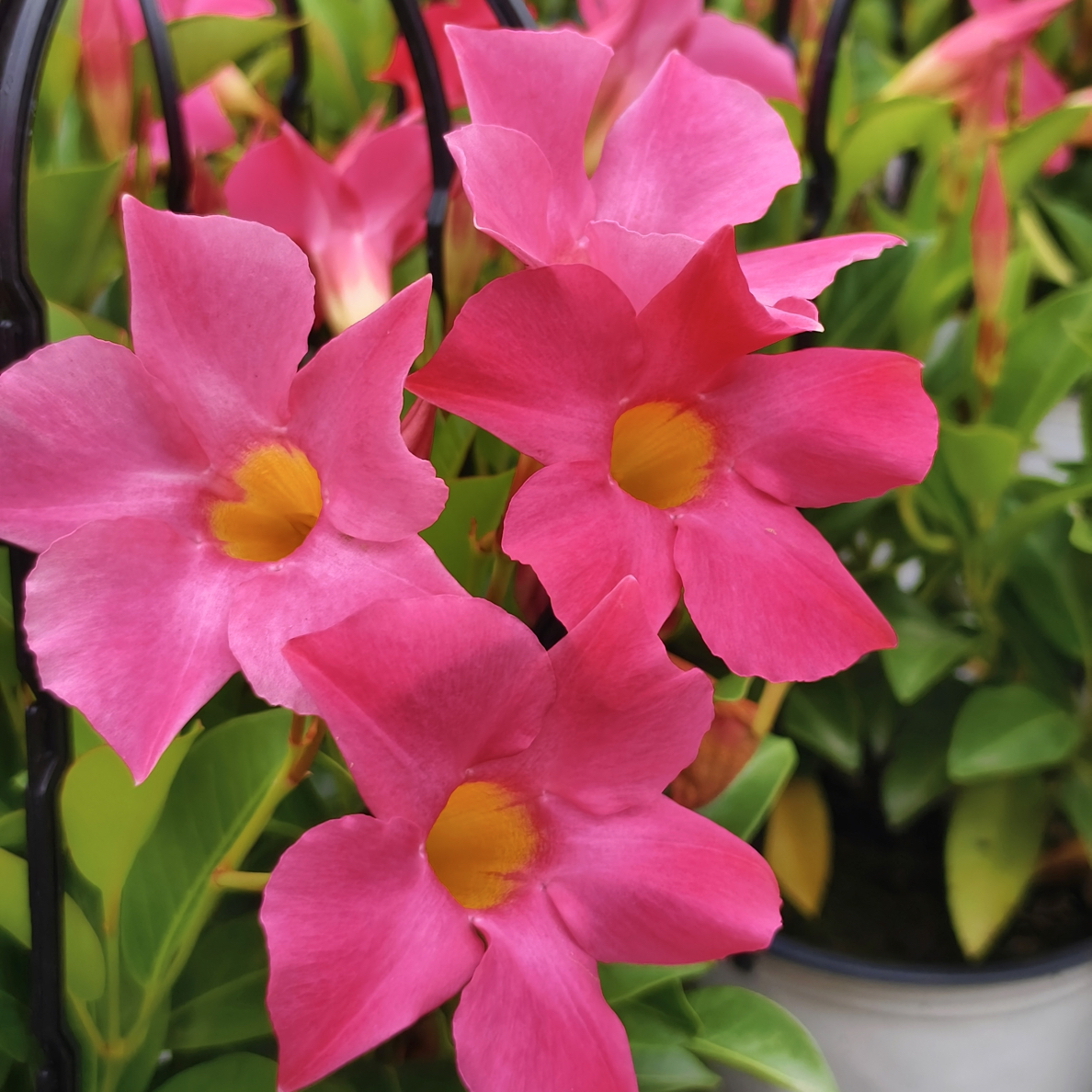 富贵红爬藤植物易养护运输中花朵掉落属于正常现象不售后介意勿拍