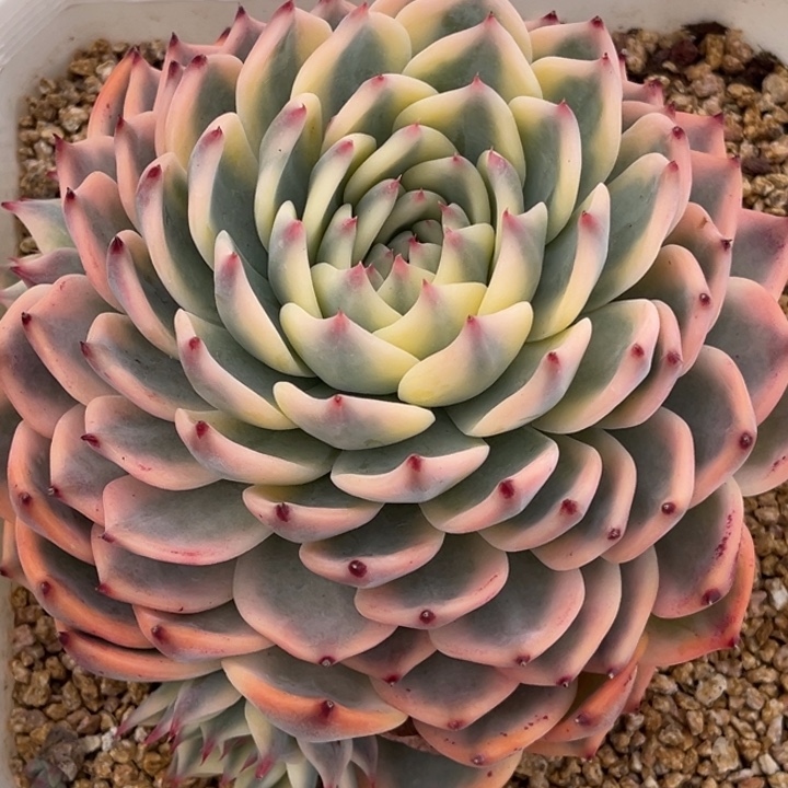 董****奇吉娃娃锦超大一颗