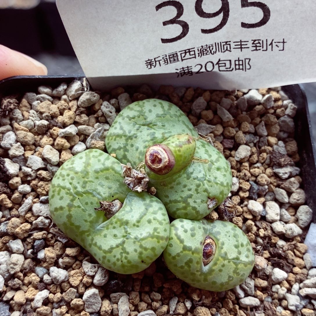 我的小姐姐们都是我395