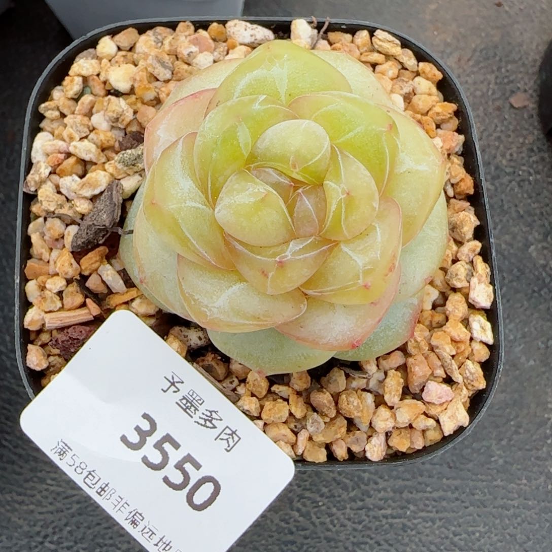 月白珍妮，3550多肉植物