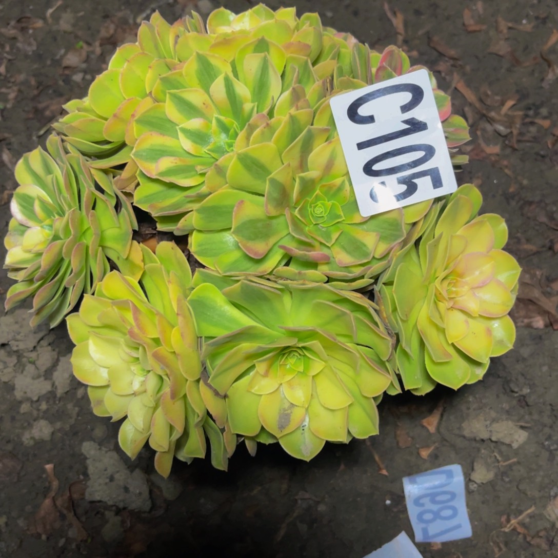 雨荷法师26////39包邮