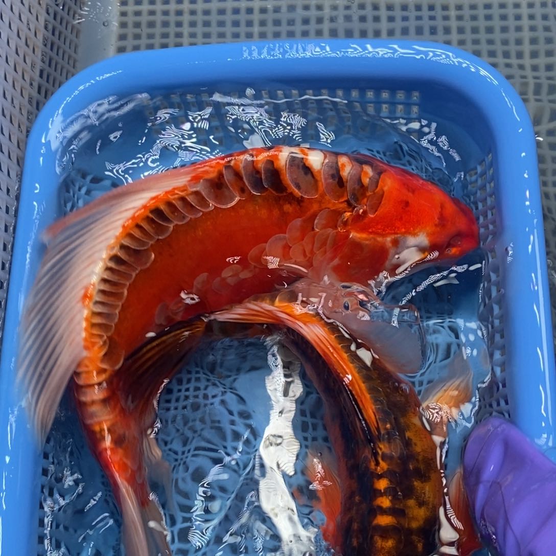 锦鲤冷水锦鲤包邮