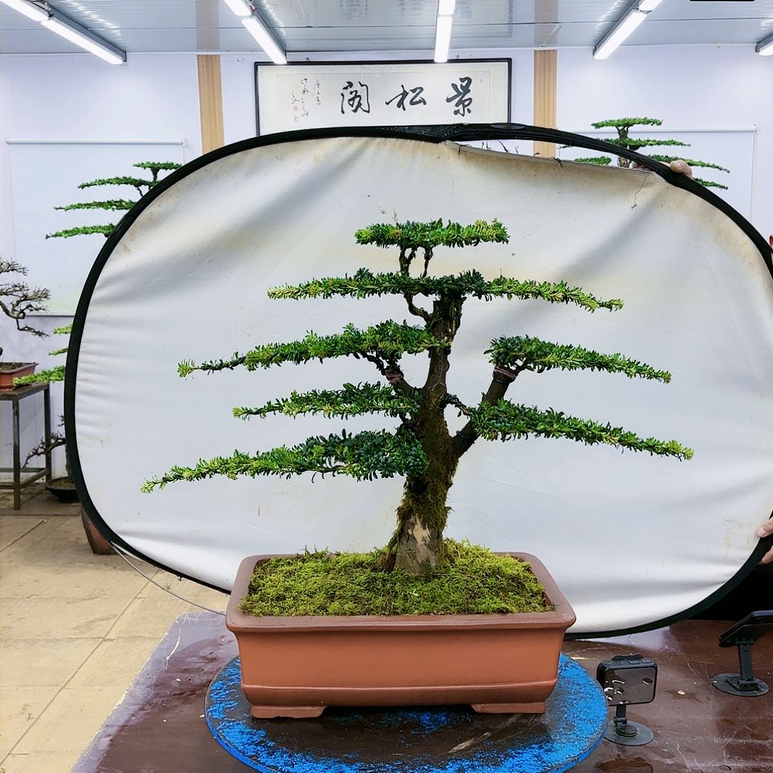 盆景欢迎大家一起来捡漏