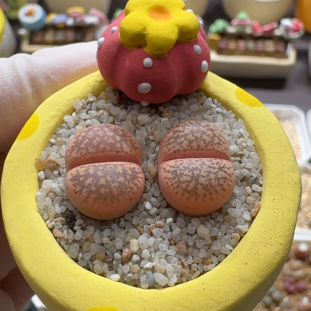 0922-001连盆带花源氏玉