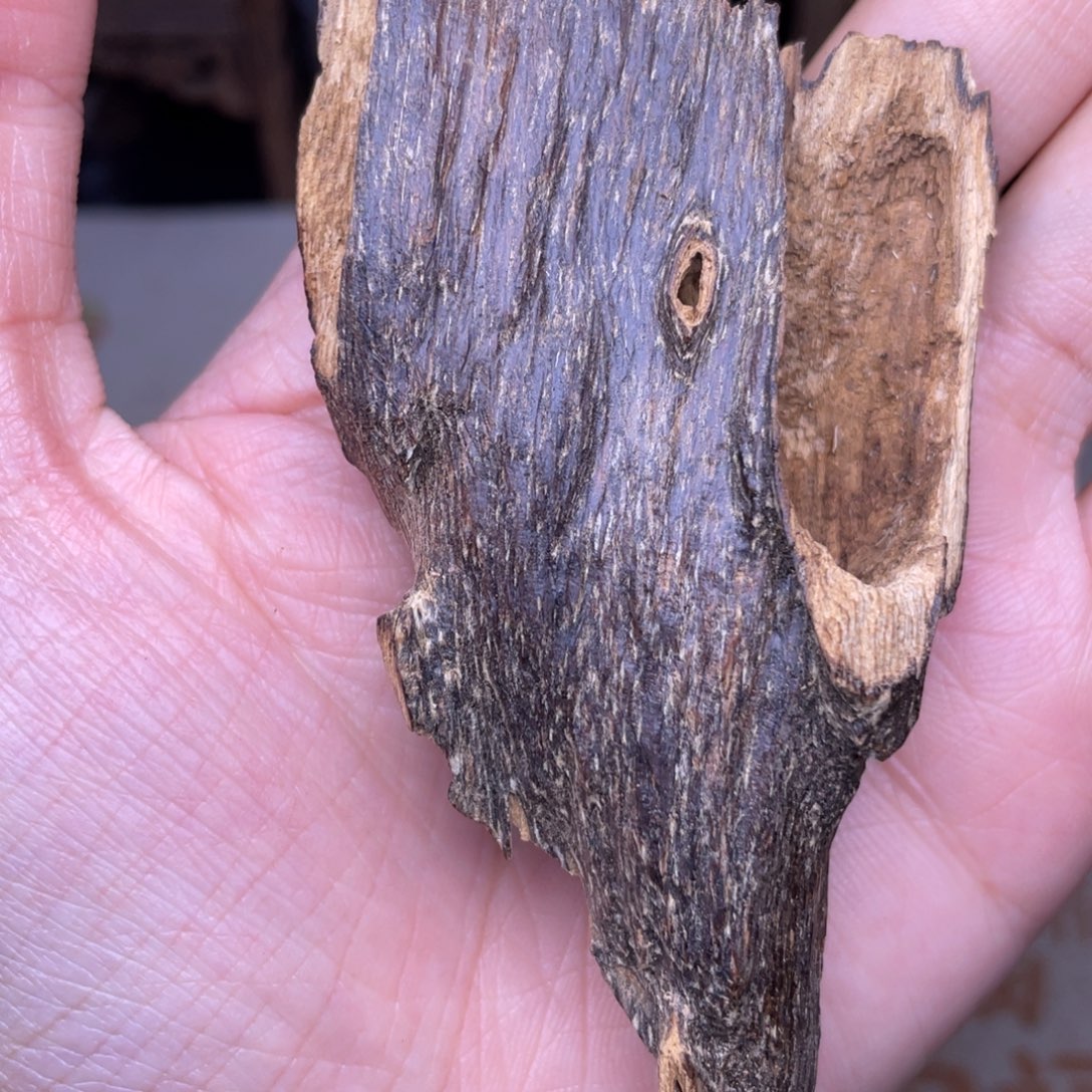 香榧木海南临高黑油虫漏6克