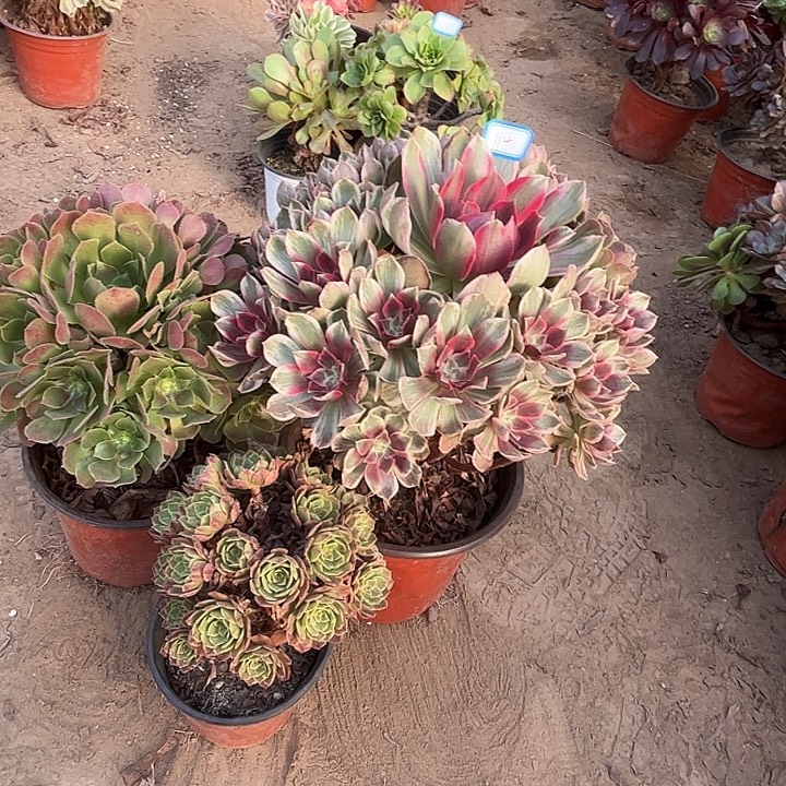 114多肉植物组合，