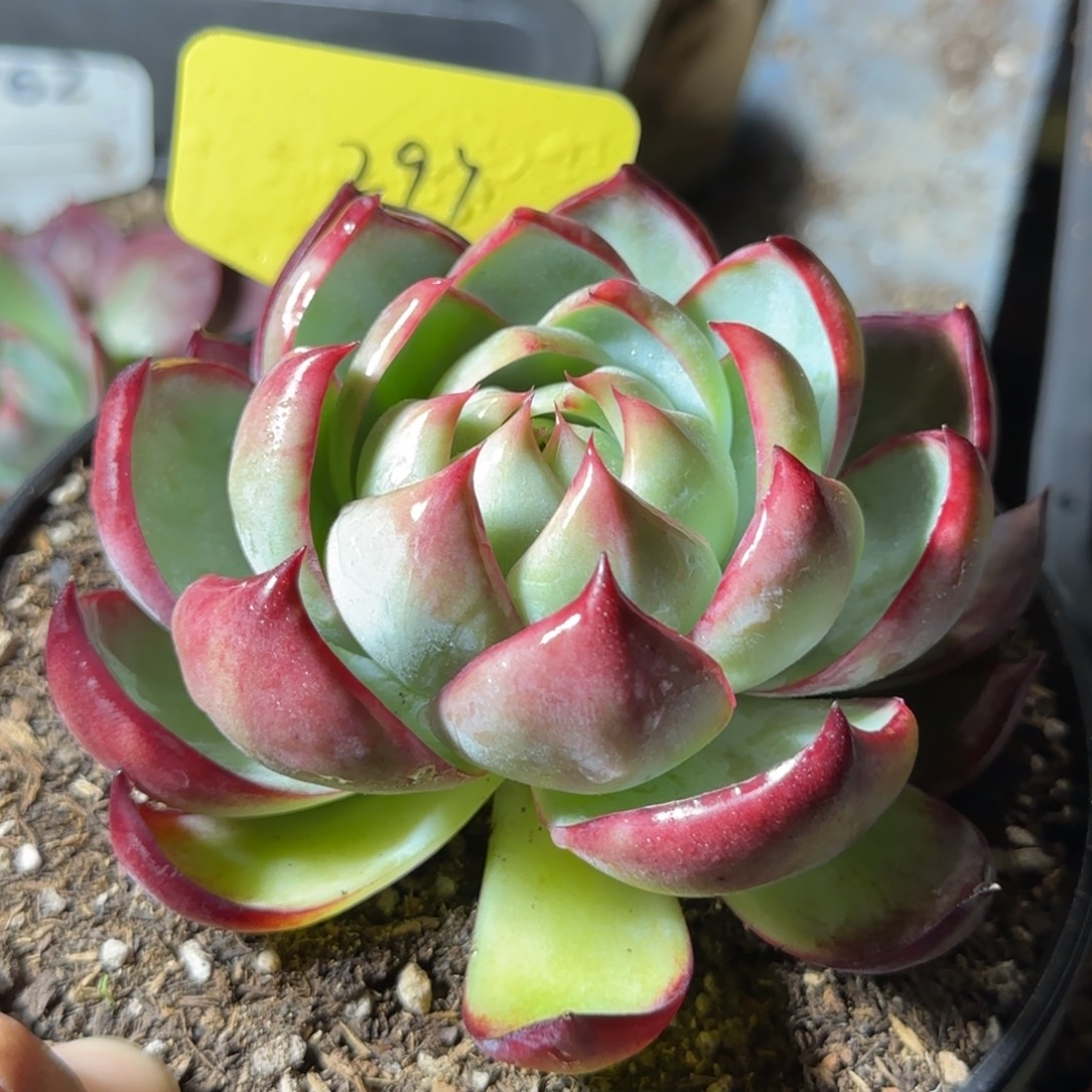 惊鸿一物一拍包装收缩花旱297