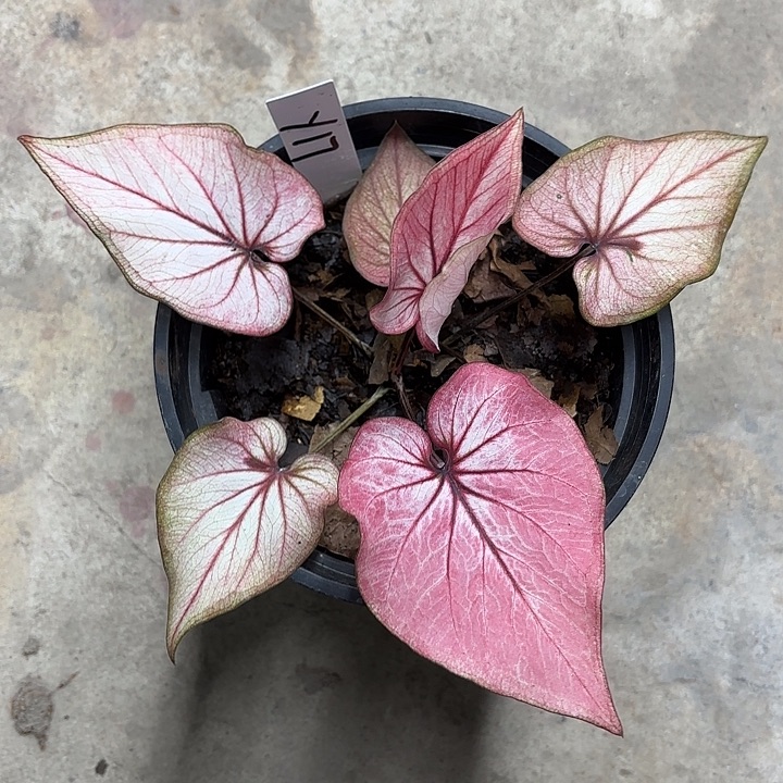 17-0306小桃红彩叶芋广东现货多肉