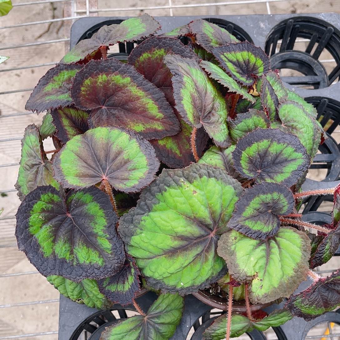 完全开放变异荧光2盆