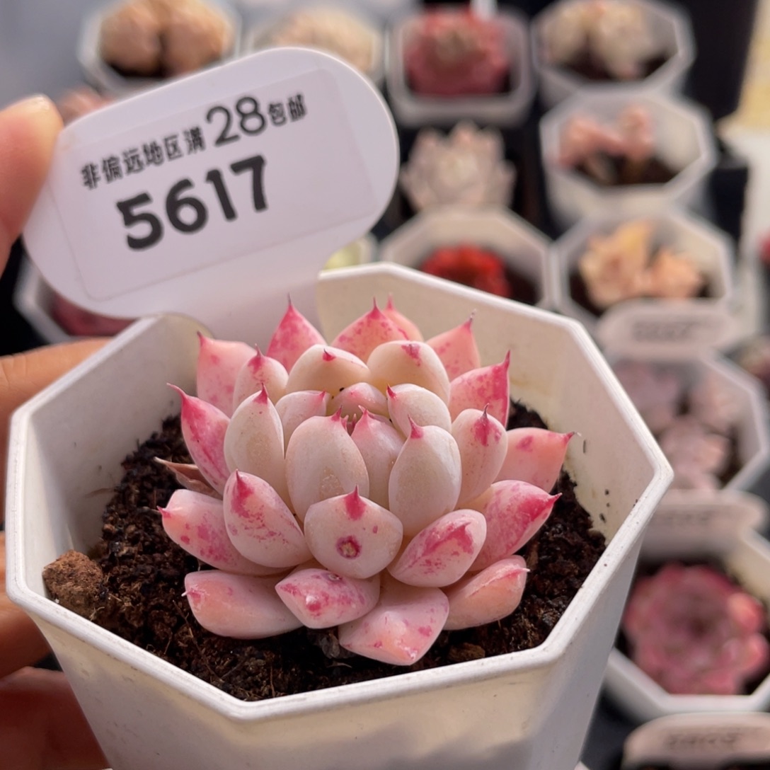 如梦令5617-4.5厘米