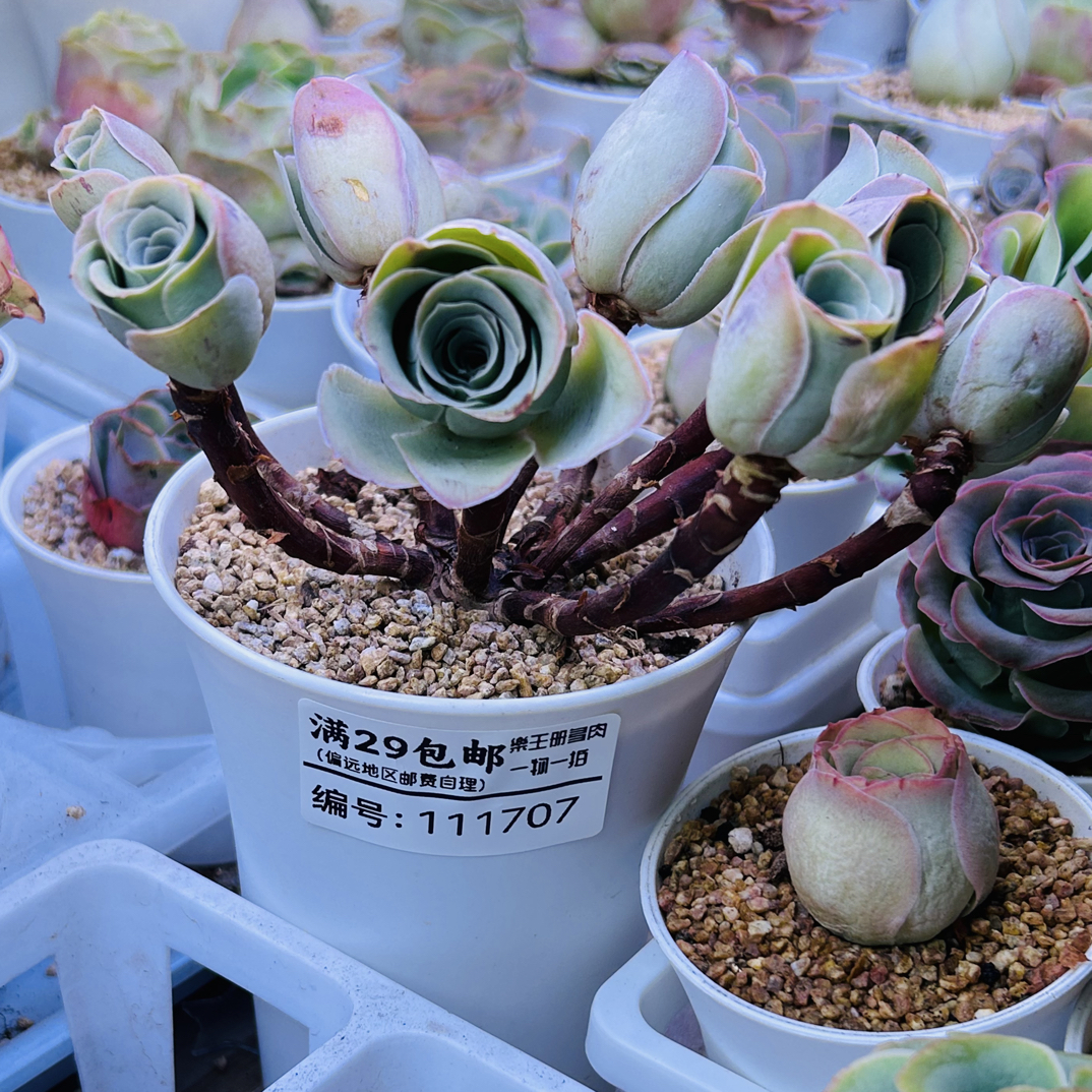 樂王册精品多肉山地玫瑰精品