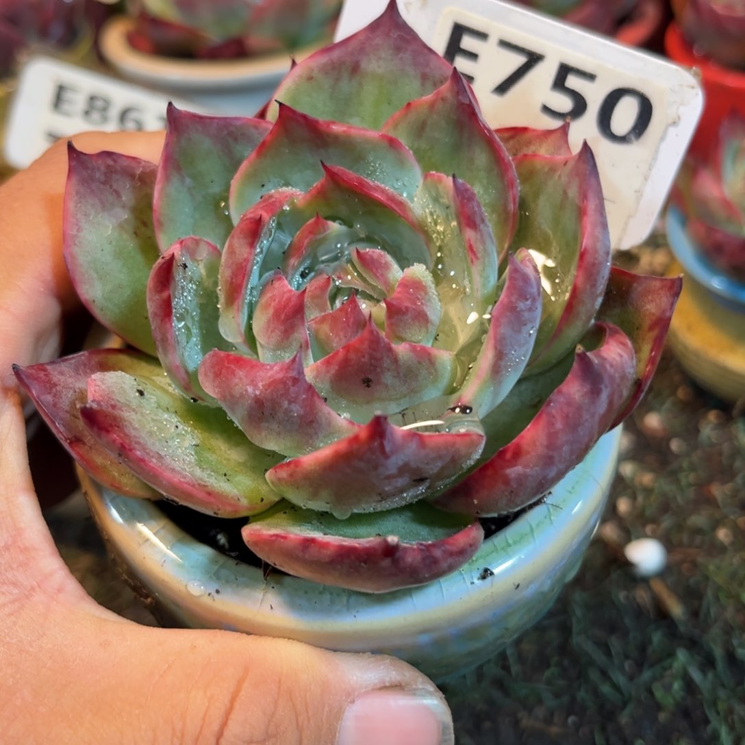 惊鸿一瞥750号多肉