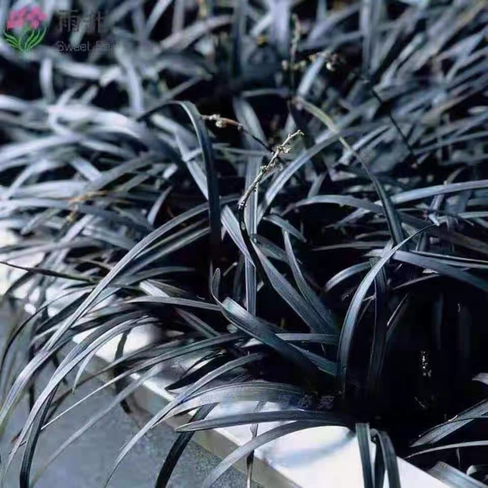 黑麦冬 黑沿阶草盆栽苗叶色黑亮 宿根四季阳台盆栽植物户外多年生
