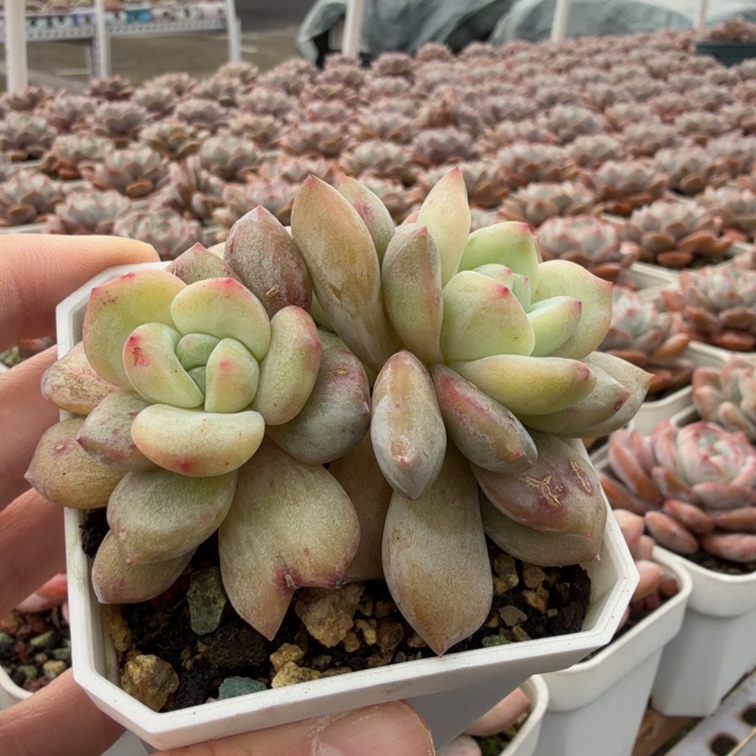 苏子萱专拍链接..