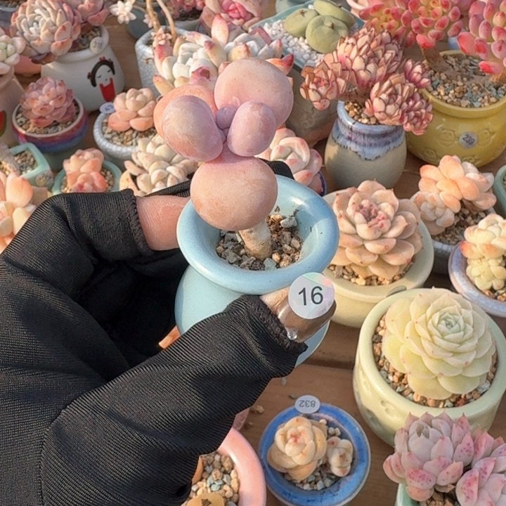 16 多肉含盆土 30元包邮 除偏远地区