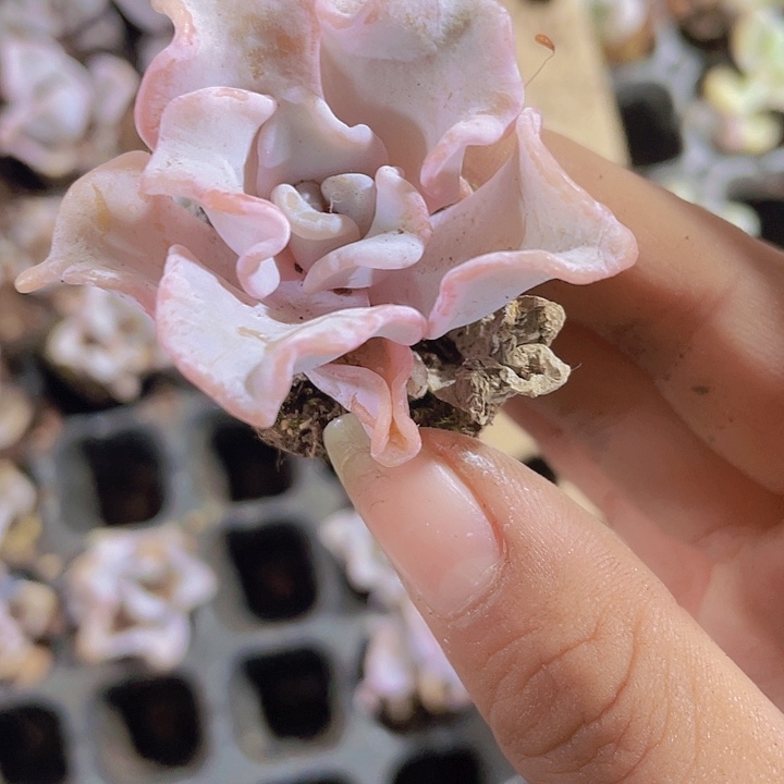 放***西精品桌子上白饺子皮单头