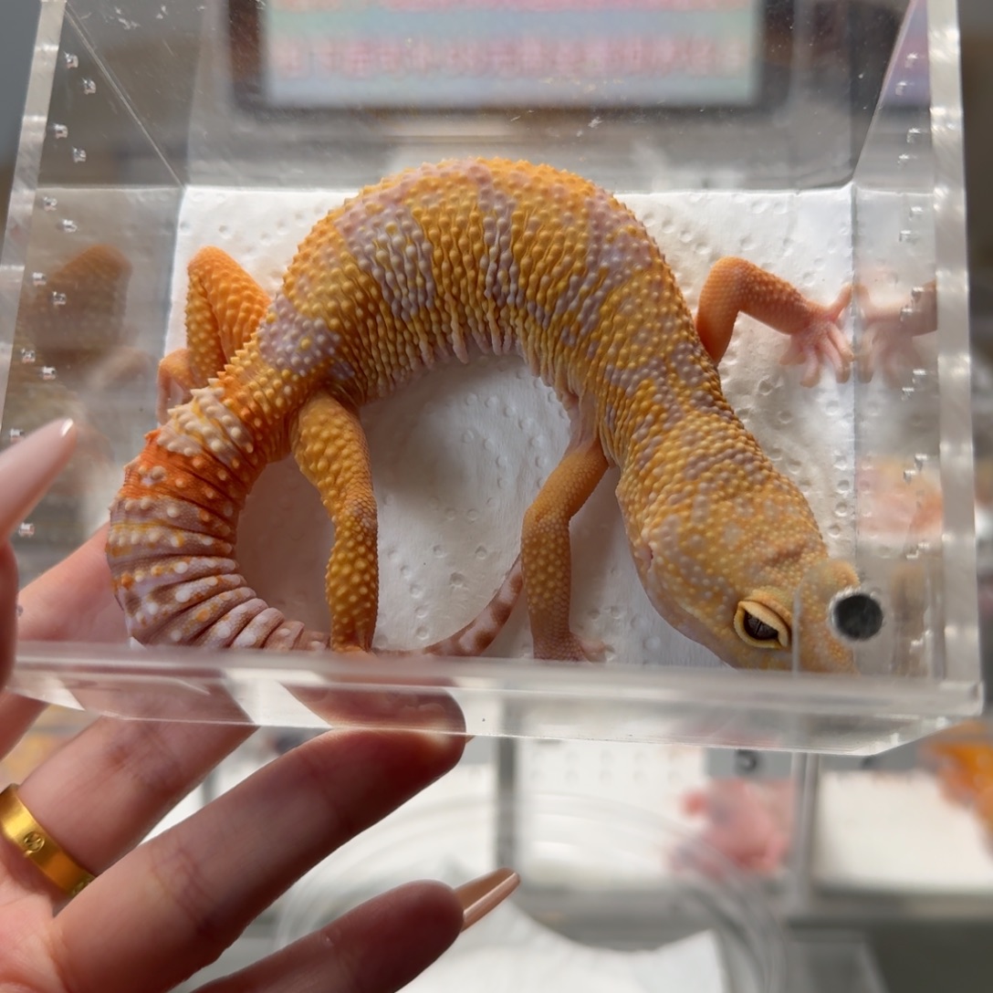 睫角守宫烈酒弟弟