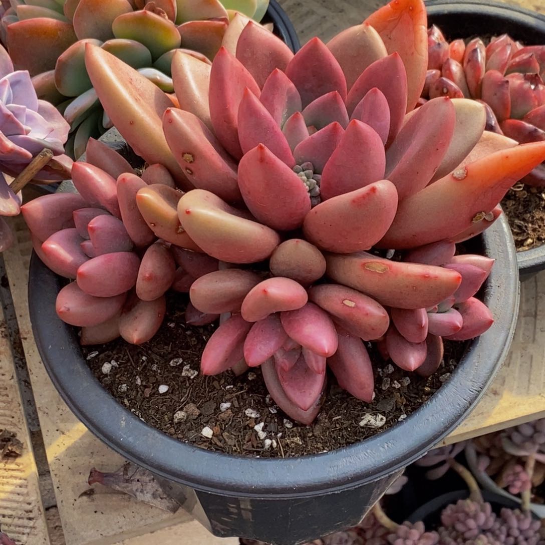 苏*苏48包邮一物一拍多肉植物