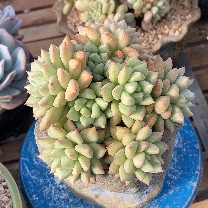 多肉植物肉肉韩版象牙